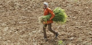 Contemplating Fodder Challenges: A Thought-Provoking Perspective