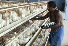 Namakkal Poultry Owners Initiate Talks for Egg Exports to Russia