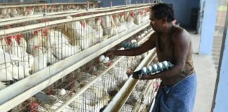 Namakkal Poultry Owners Initiate Talks for Egg Exports to Russia