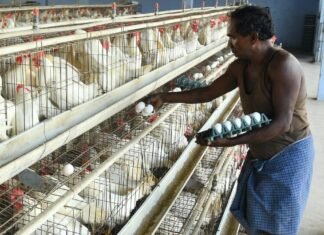 Namakkal Poultry Owners Initiate Talks for Egg Exports to Russia