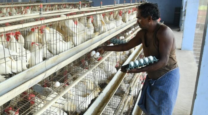 Namakkal Poultry Owners Initiate Talks for Egg Exports to Russia