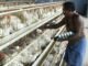 Namakkal Poultry Owners Initiate Talks for Egg Exports to Russia