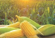 Government Intents Achieving a 10% Growth in Maize Output by 2025-26