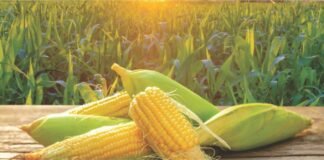 Government Intents Achieving a 10% Growth in Maize Output by 2025-26