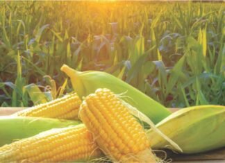 Government Intents Achieving a 10% Growth in Maize Output by 2025-26
