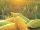 Government Intents Achieving a 10% Growth in Maize Output by 2025-26