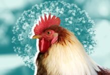 California Poultry Industry Faces Existential Threat as Avian Flu Spreads