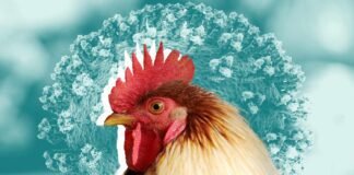 California Poultry Industry Faces Existential Threat as Avian Flu Spreads
