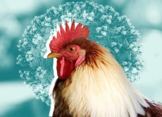 California Poultry Industry Faces Existential Threat as Avian Flu Spreads