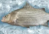 Scientists develop a novel green alternative to treat Streptococcus bacteria in hybrid striped bass