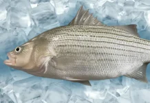 Scientists develop a novel green alternative to treat Streptococcus bacteria in hybrid striped bass