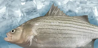 Scientists develop a novel green alternative to treat Streptococcus bacteria in hybrid striped bass