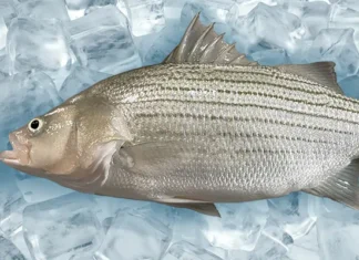 Scientists develop a novel green alternative to treat Streptococcus bacteria in hybrid striped bass