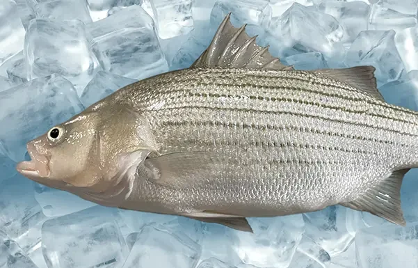 Scientists develop a novel green alternative to treat Streptococcus bacteria in hybrid striped bass