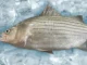 Scientists develop a novel green alternative to treat Streptococcus bacteria in hybrid striped bass