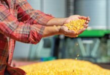 India Govt Aims for a 10% Surge in Maize Production by 2025-26