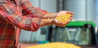 India Govt Aims for a 10% Surge in Maize Production by 2025-26