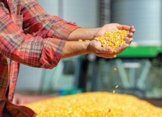 India Govt Aims for a 10% Surge in Maize Production by 2025-26