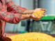India Govt Aims for a 10% Surge in Maize Production by 2025-26