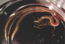 Exploring the Role of Marine Worms in Sustainable Aquafeeds
