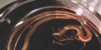 Exploring the Role of Marine Worms in Sustainable Aquafeeds