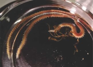 Exploring the Role of Marine Worms in Sustainable Aquafeeds
