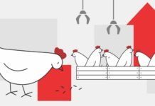 Rising Poultry Feed Costs Challenges and Possible Solutions