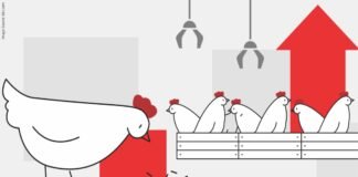 Rising Poultry Feed Costs Challenges and Possible Solutions