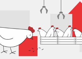 Rising Poultry Feed Costs Challenges and Possible Solutions
