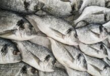 CMFRI Pioneering Effort: Introducing lab-grown Fish Meat to India