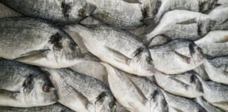 CMFRI Pioneering Effort: Introducing lab-grown Fish Meat to India