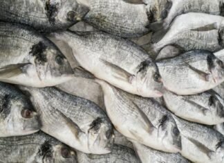 CMFRI Pioneering Effort: Introducing lab-grown Fish Meat to India