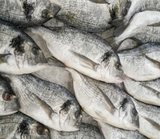 CMFRI Pioneering Effort: Introducing lab-grown Fish Meat to India