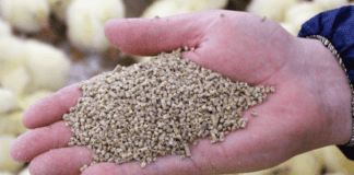 Maximising Poultry Feed Performance: A guide