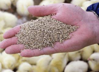 Maximising Poultry Feed Performance: A guide