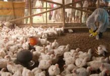 Andhra Pradesh Faces Bird Flu Outbreak: Poultry Farms in Namakkal Implement Precautionary Measures