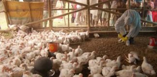 Andhra Pradesh Faces Bird Flu Outbreak: Poultry Farms in Namakkal Implement Precautionary Measures