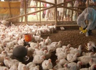 Andhra Pradesh Faces Bird Flu Outbreak: Poultry Farms in Namakkal Implement Precautionary Measures