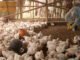 Andhra Pradesh Faces Bird Flu Outbreak: Poultry Farms in Namakkal Implement Precautionary Measures