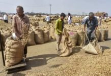 Soybean meal exports may drop by over 20%: SOPA