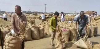 Soybean meal exports may drop by over 20%: SOPA