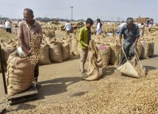 Soybean meal exports may drop by over 20%: SOPA