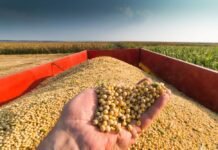 US Exporters Face Challenges as Domestic Soybean Crush Industry Expands