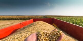 US Exporters Face Challenges as Domestic Soybean Crush Industry Expands