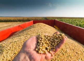 US Exporters Face Challenges as Domestic Soybean Crush Industry Expands