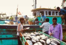 India at WTO Meeting: Balancing the Protection of Local Fishermen with the Development of the Fishing Sector