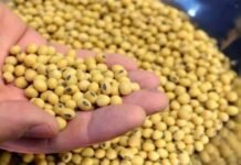 Soybean Farmers in Maharashtra Grapple with Financial Crisis