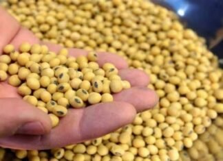 Soybean Farmers in Maharashtra Grapple with Financial Crisis