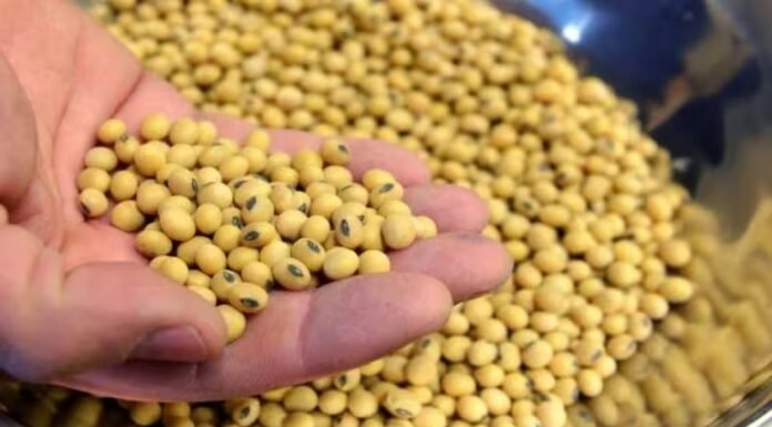 Soybean Farmers in Maharashtra Grapple with Financial Crisis