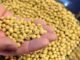 Soybean Farmers in Maharashtra Grapple with Financial Crisis
